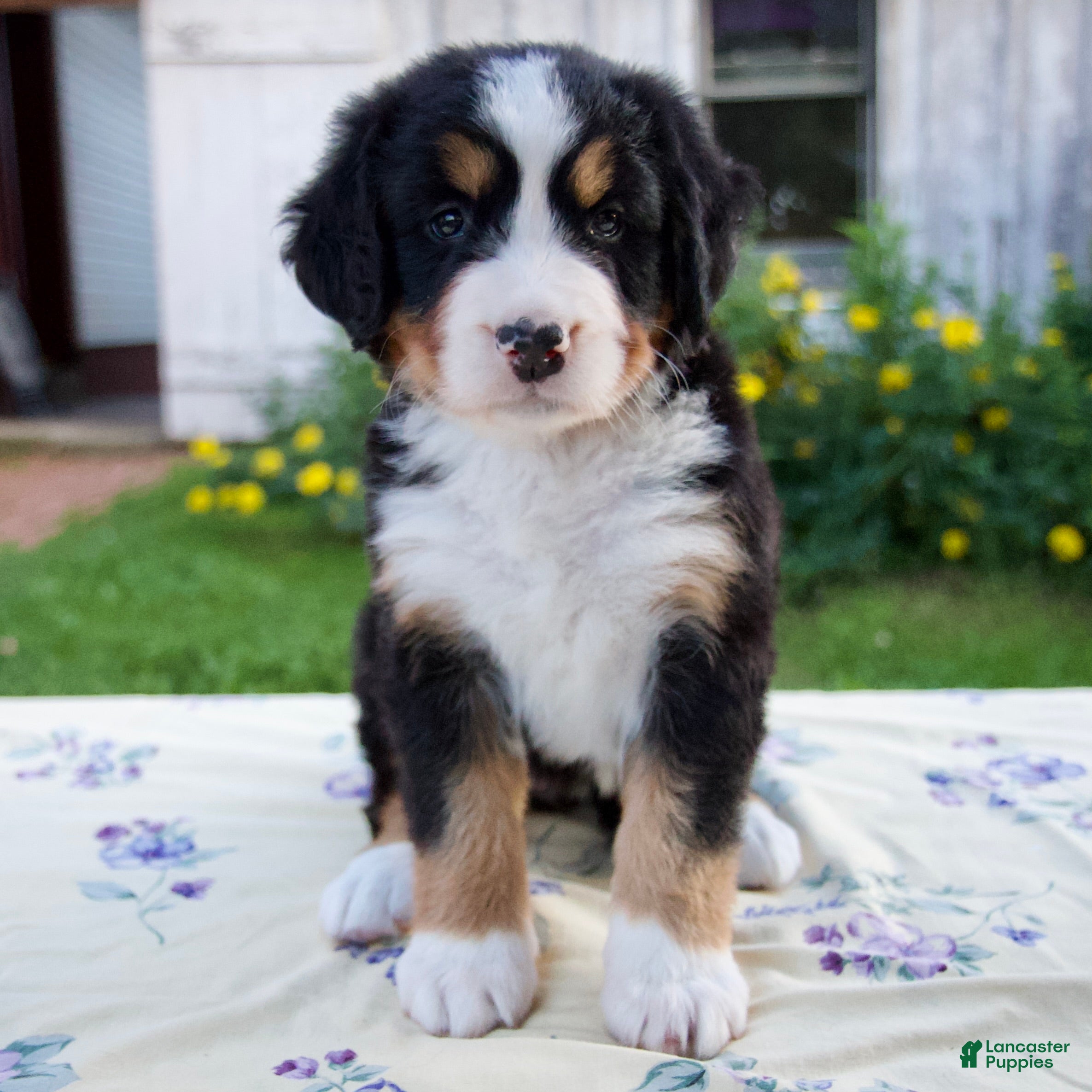 Bernese Mountain Dog dogs Shyann - Ad 1