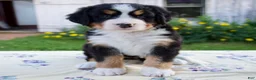 Bernese Mountain Dog dogs for sale: Shyann - Ad 1