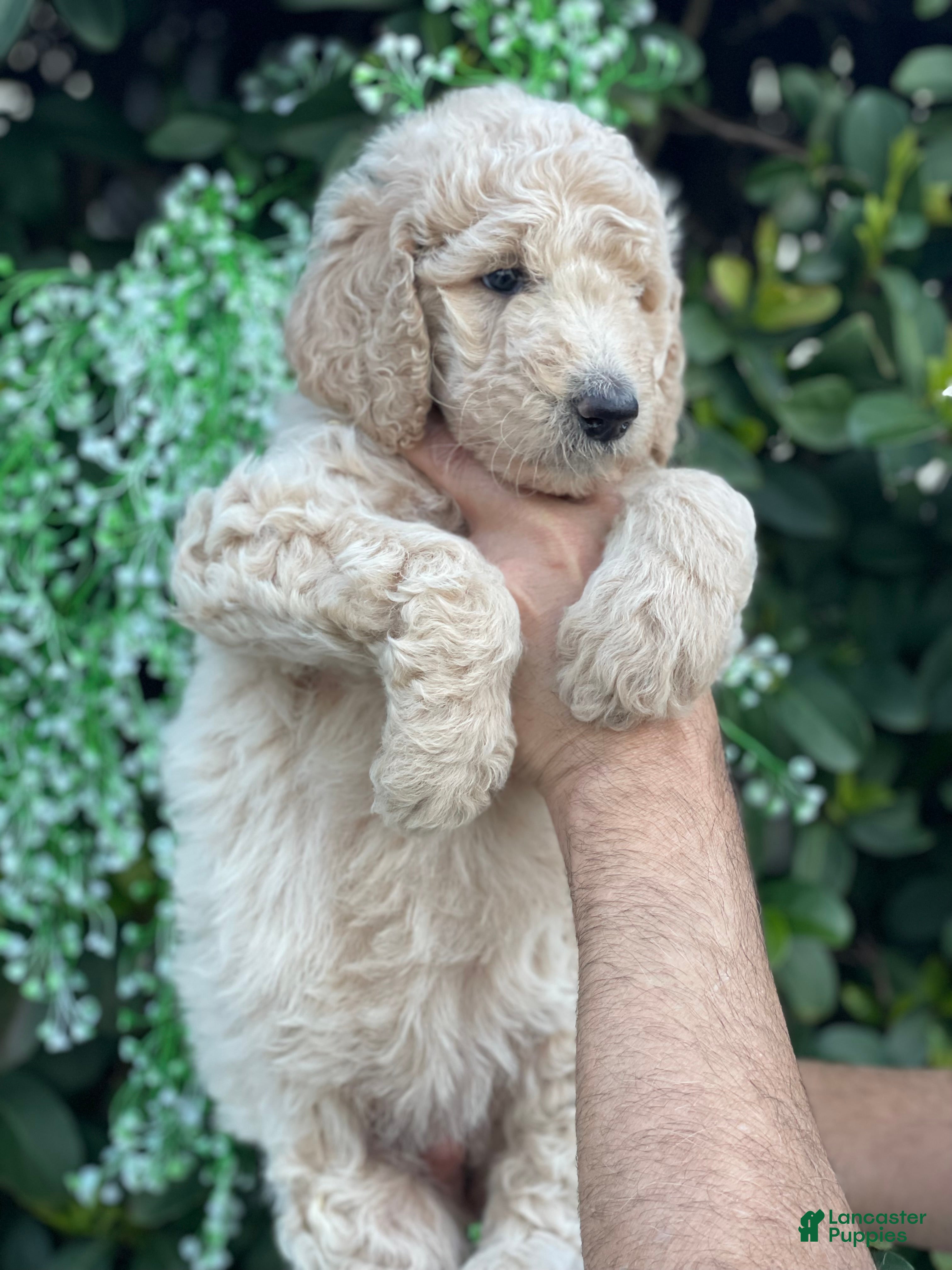 Goldendoodle dogs Sandy  - Ad 14