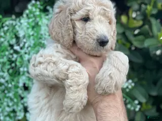 Goldendoodle dogs Sandy - Ad 14