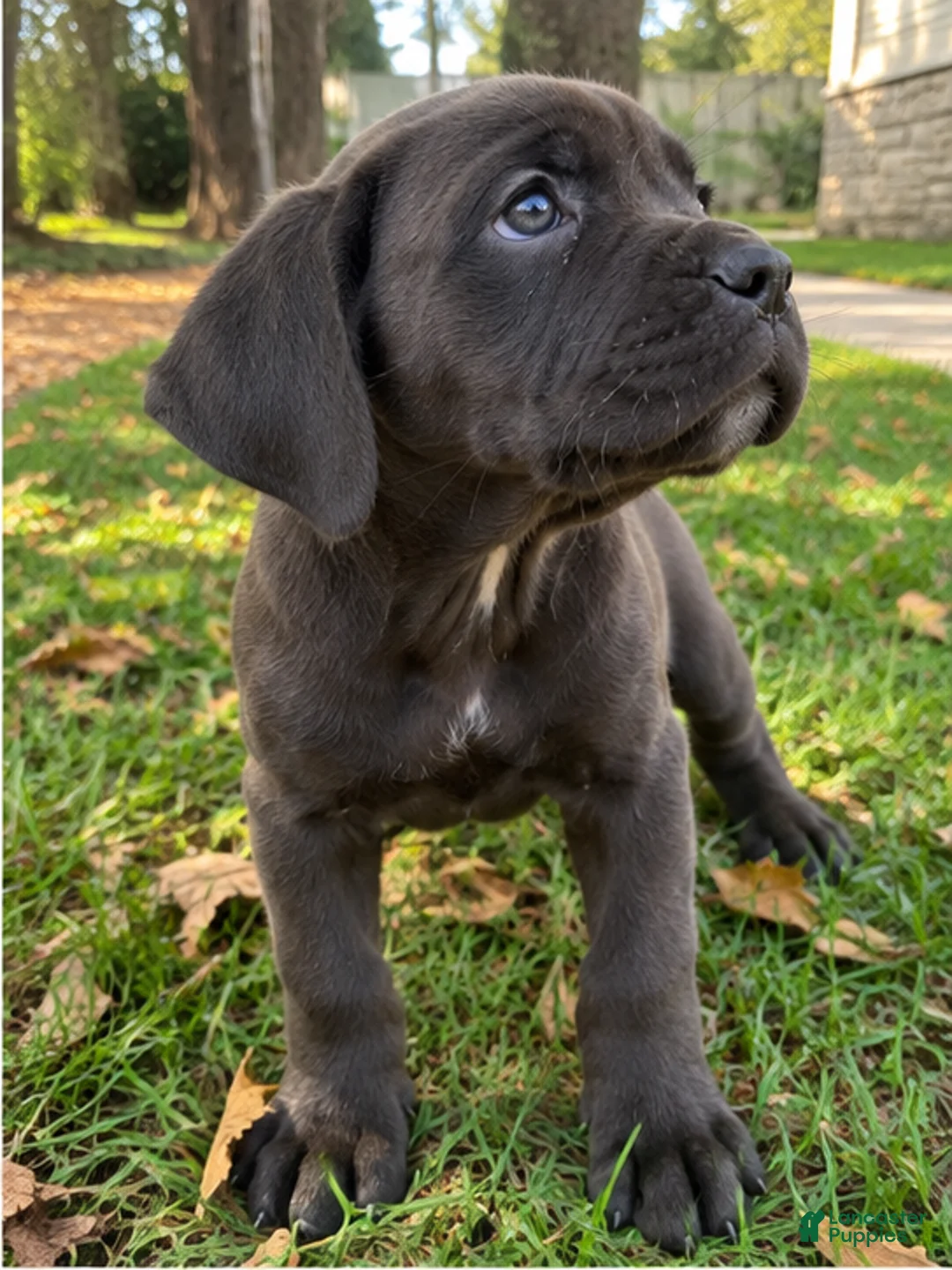 Cane Corso dogs for sale: Cane Corso 2 - Ad 2