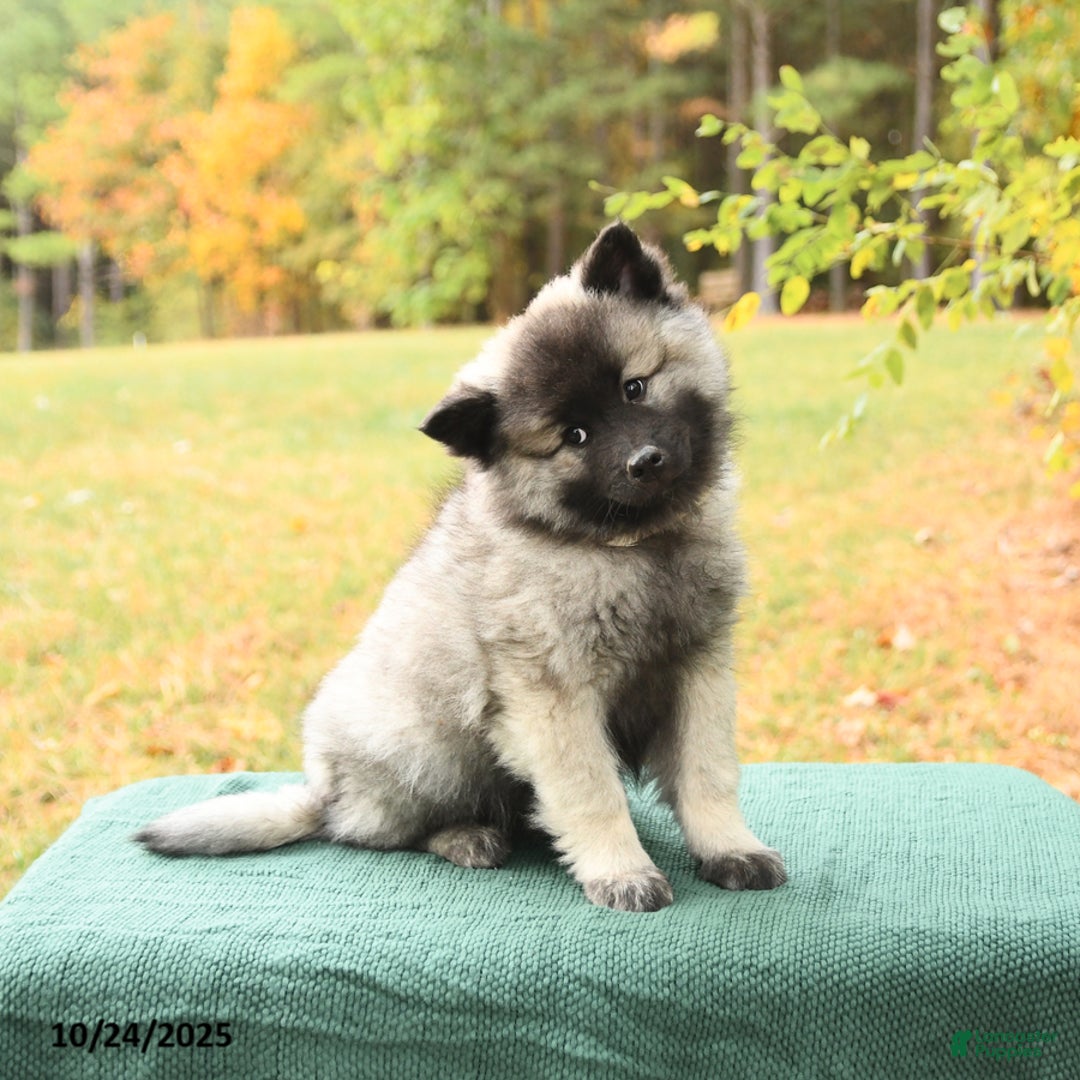 Keeshond dogs for sale: Nugget - Ad 4