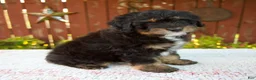 Mini Bernedoodle dogs for sale: Nehemiah - Ad 4