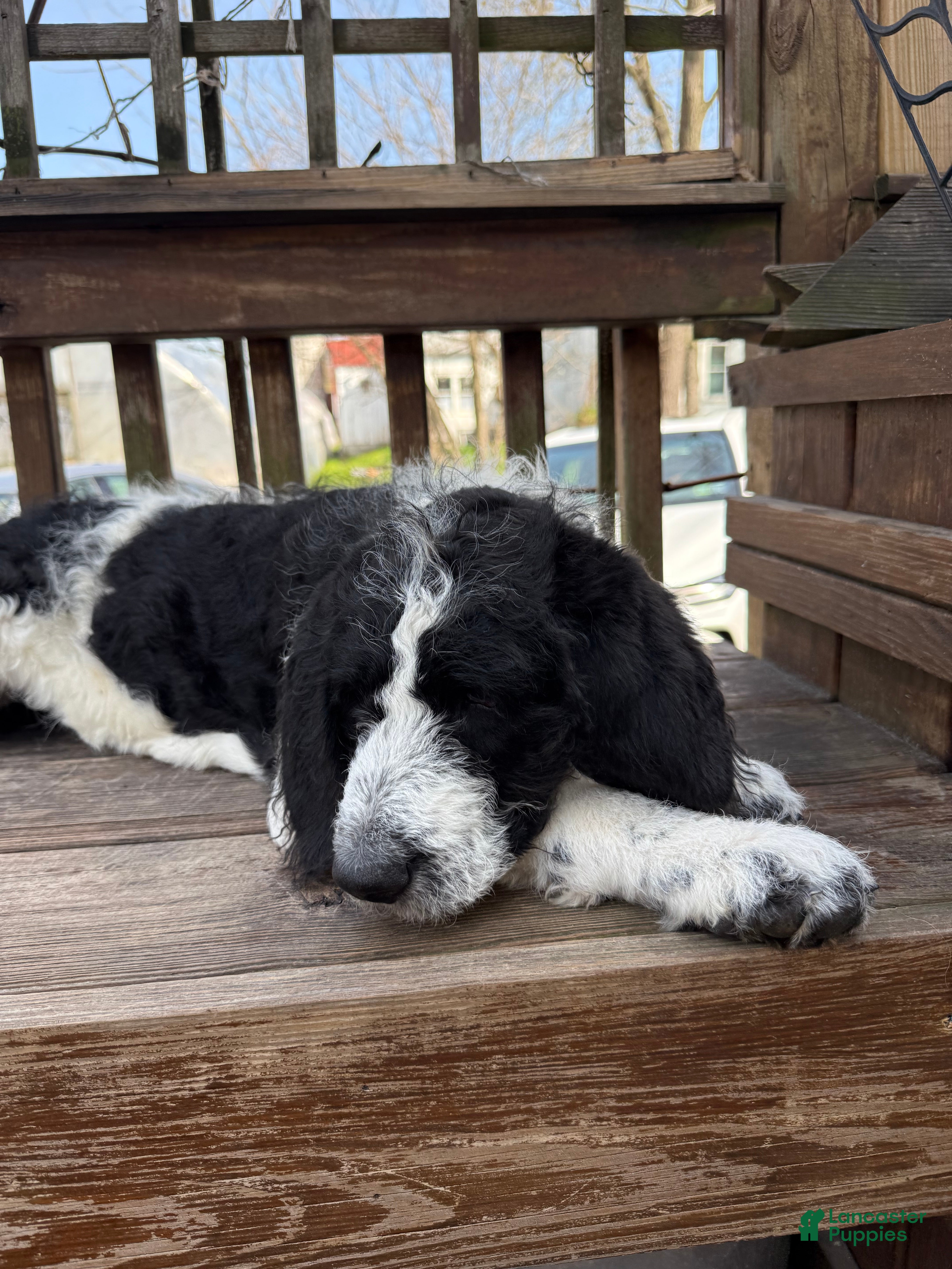 Mixed Breed dogs Ace - Ad 1