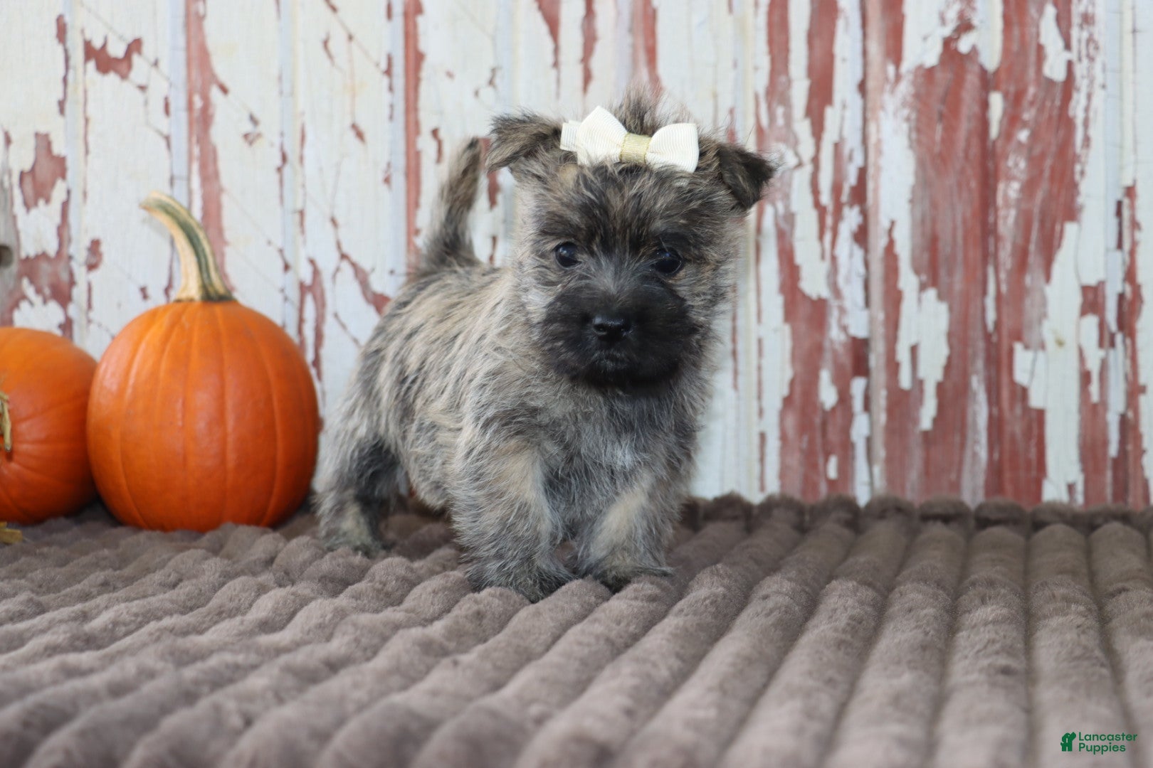 Cairn Terrier dogs Chloe - Ad 2