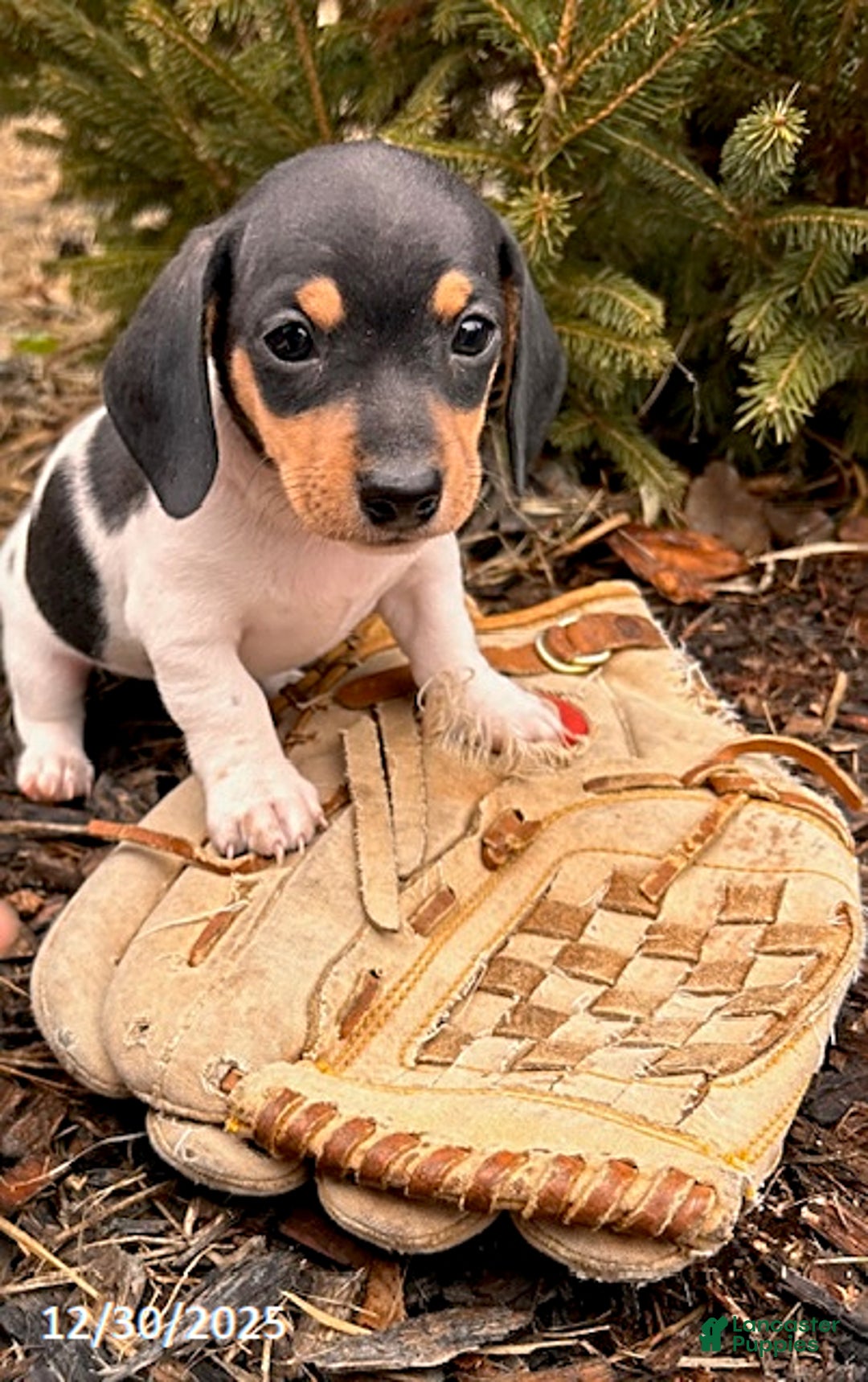 Miniature Dachshund dogs for sale: Ollie - Ad 3