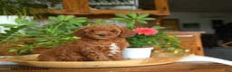 Mini Goldendoodle dogs for sale: Avery - Ad 1