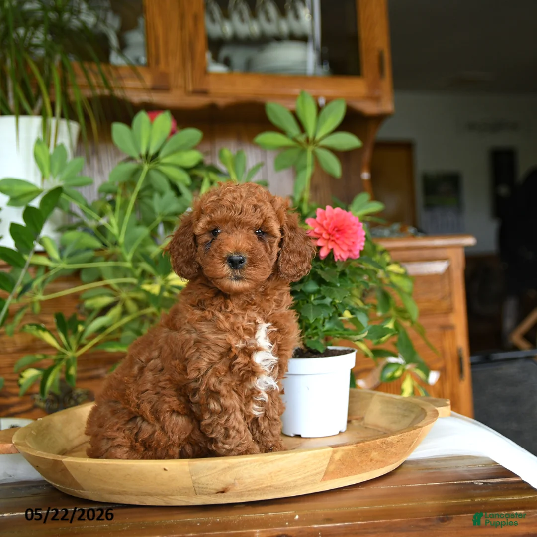 Mini Goldendoodle dogs for sale: Avery - Ad 1