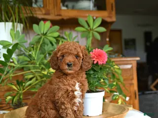 Mini Goldendoodle dogs for sale: Avery - Ad 3
