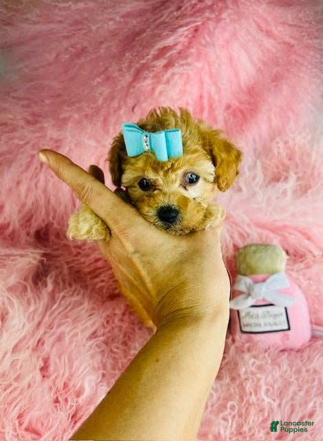 Toy Poodle dogs Toy Poodle Puppy 1 - Ad 10