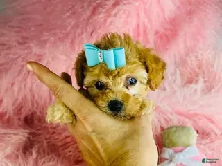 Toy Poodle dogs Toy Poodle Puppy 1 - Ad 10