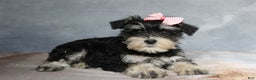 Miniature Schnauzer dogs for sale: Teagan - Ad 4