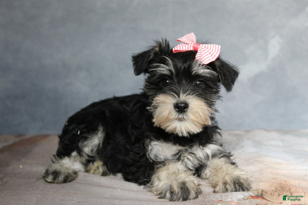 Miniature Schnauzer dogs for sale: Teagan - Ad 4