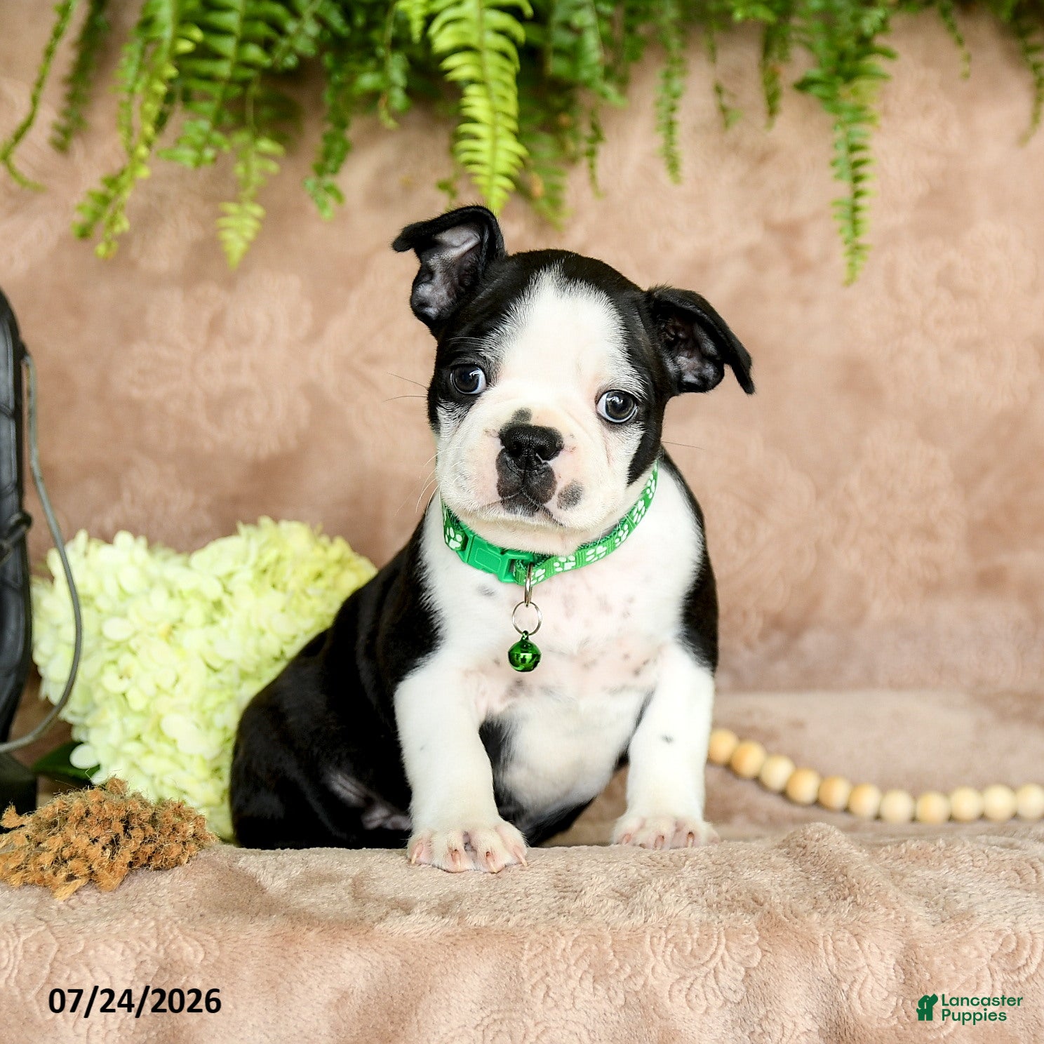 Boston Terrier dogs Dozer - Ad 2
