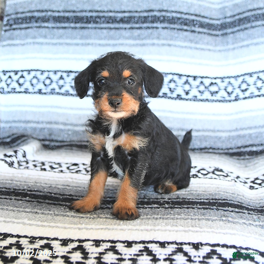 Great Rat Terrier Puppies for sale Lancaster Puppies