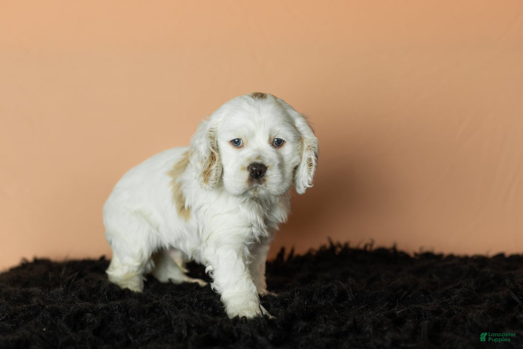 Cocker Spaniel dogs for sale: Banjo - Ad 3