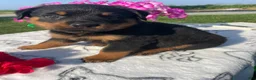 Rottweiler dogs for sale: Dozer - Ad 2