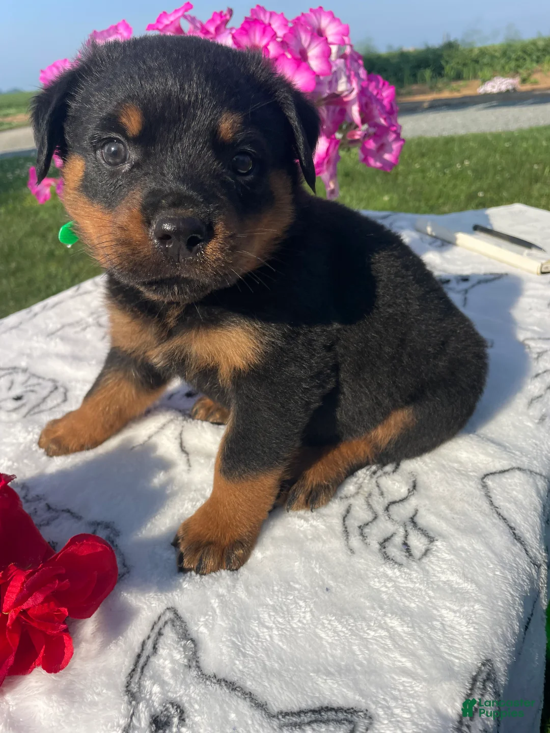 Rottweiler dogs for sale: Dozer - Ad 2