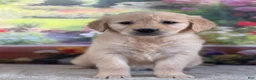 Golden Retriever dogs for sale:  Poppy - Ad 4