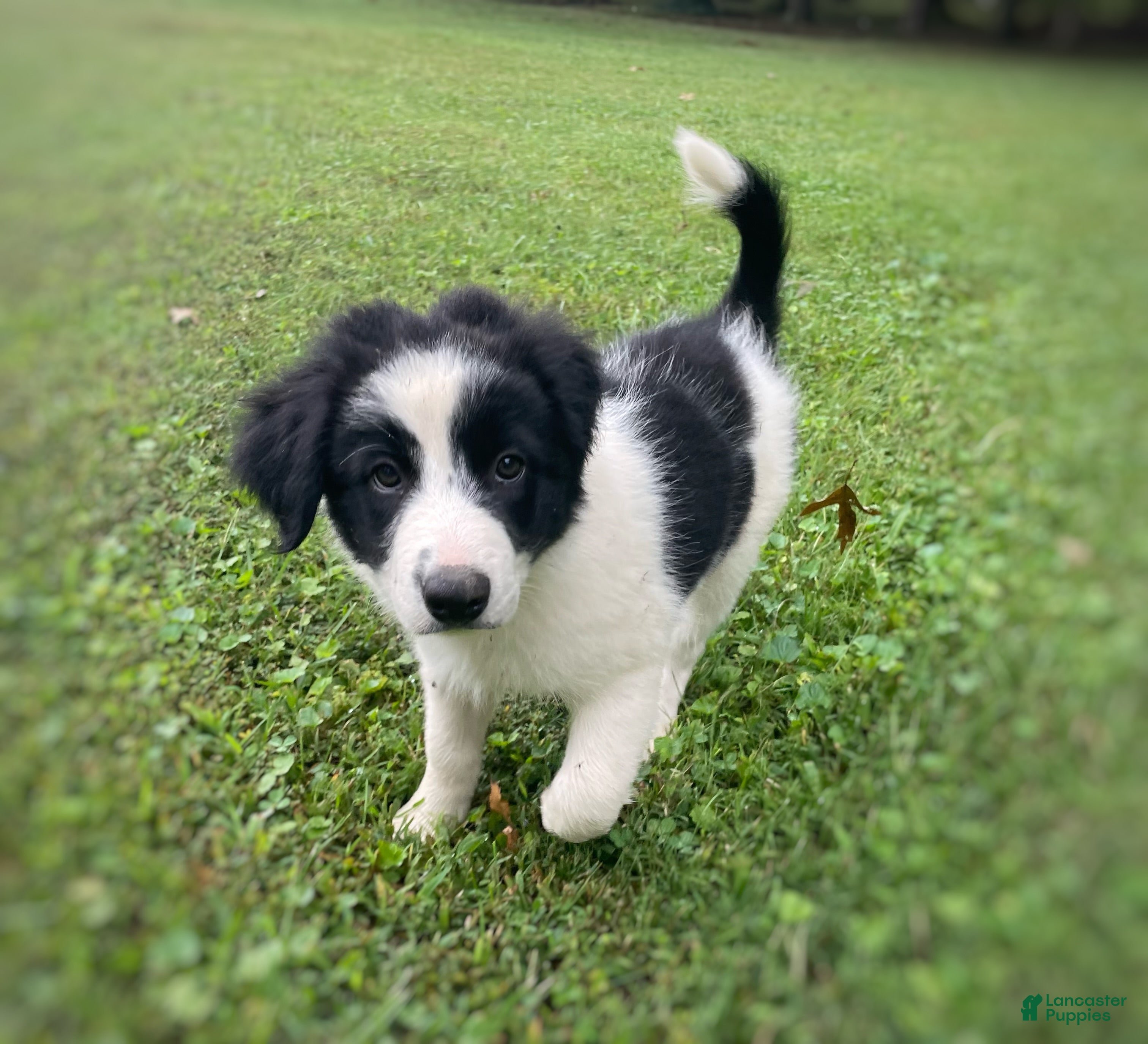 Mixed Breed dogs Huey - Ad 2