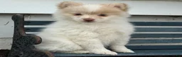 Pomeranian dogs for sale: Walker - Ad 5