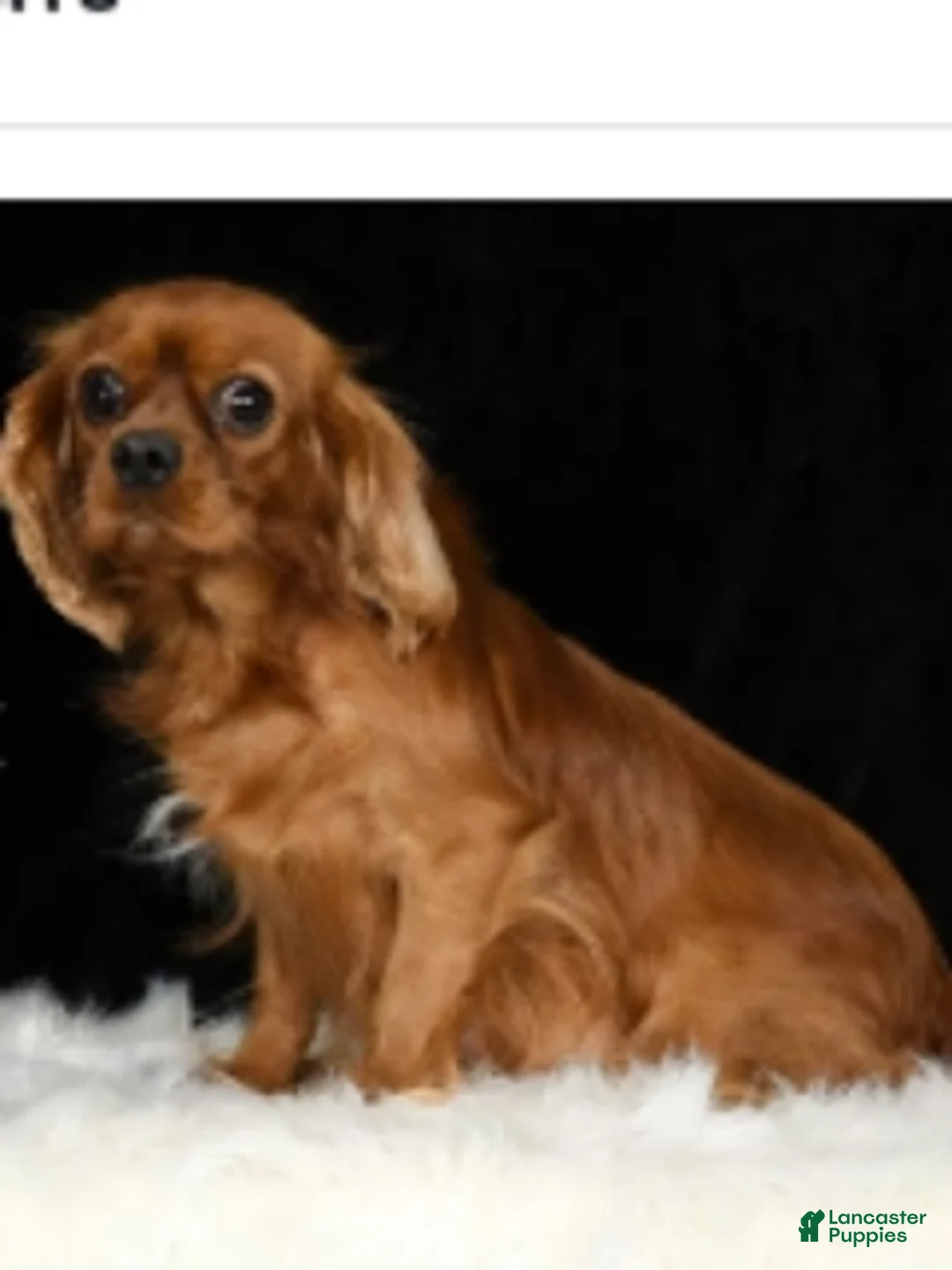 Cavapoo dogs for sale: Cody - Ad 7