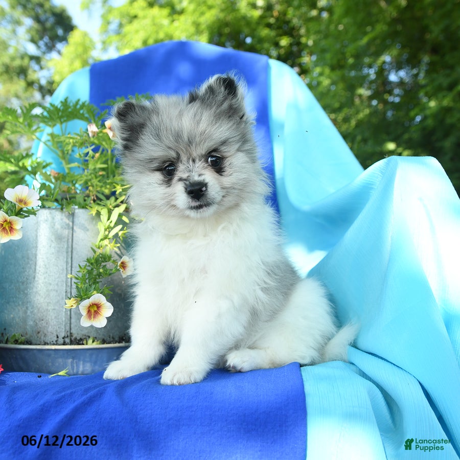 Pomeranian dogs Mandy - Ad 2