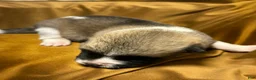 Akita dogs for sale: Aurora - Ad 5