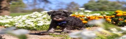 Miniature Schnauzer dogs for sale: Mason - Ad 5