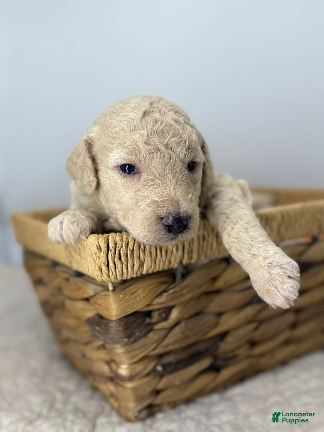 Sheepadoodle dogs for sale: Coconut Crème  - Ad 2