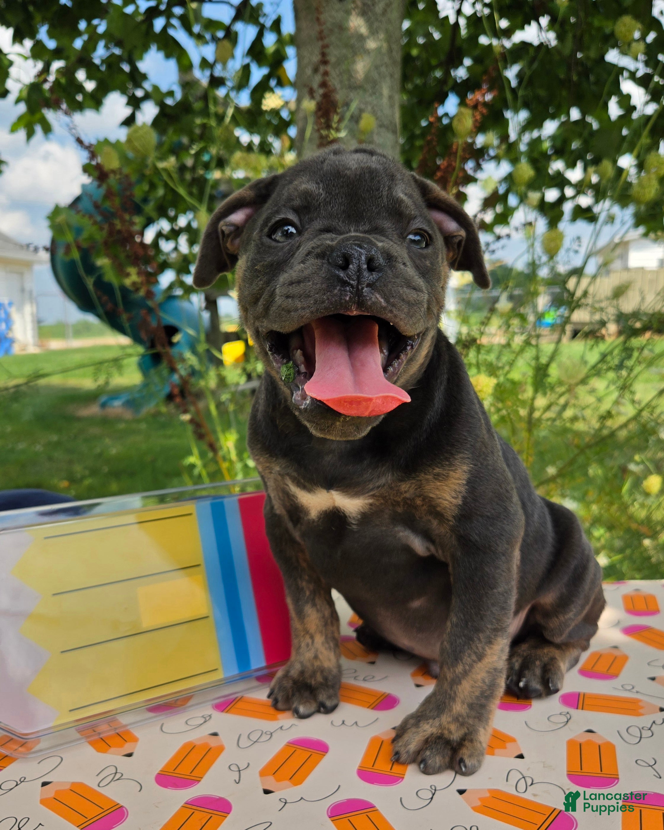 Olde English Bulldogge dogs Porter - Ad 1