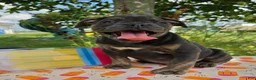 Olde English Bulldogge dogs for sale: Porter - Ad 2
