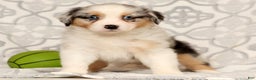 Miniature Australian Shepherd dogs for sale: Tulip - Ad 2