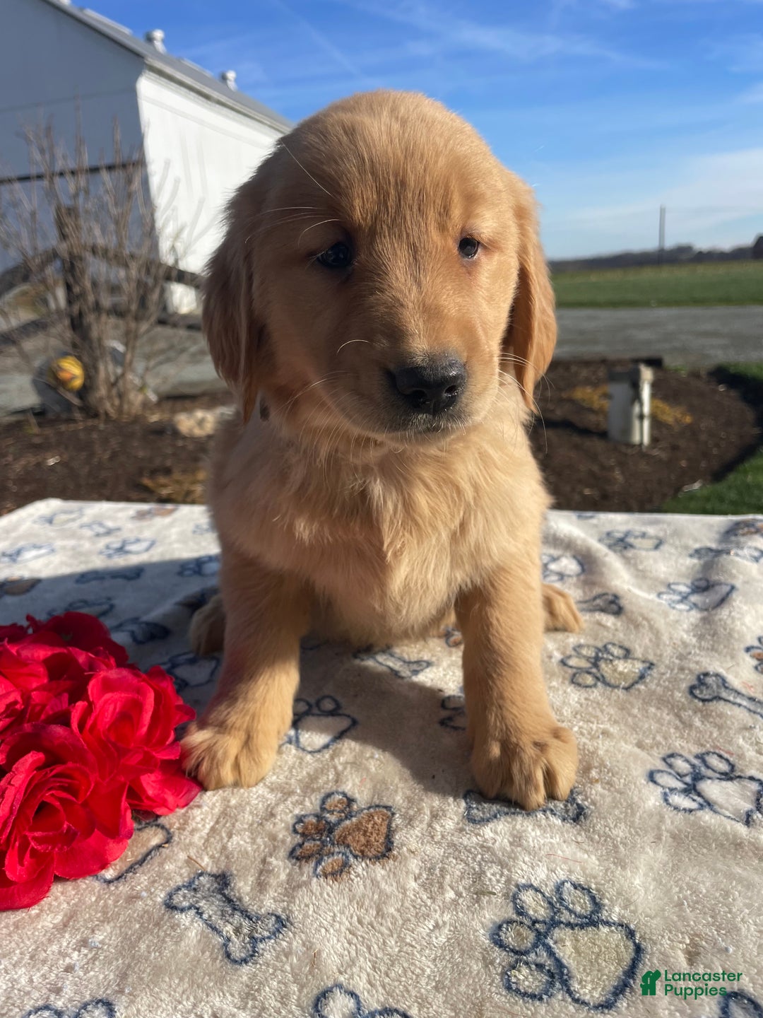 Golden Retriever dogs for sale: Candy - Ad 2