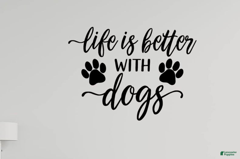 Miniature Dachshund dogs On hold - Ad 6
