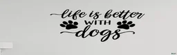 Miniature Dachshund dogs for sale: On hold - Ad 1