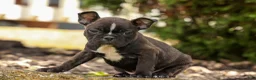Frenchton dogs for sale: BUDDY - Ad 15