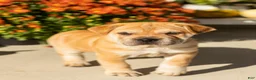 Mini Hippo dogs for sale: Maple  - Ad 3