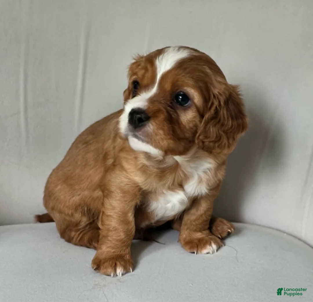 Cavachon dogs for sale: Little Big Dude - Ad 2