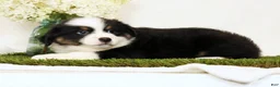 Miniature Australian Shepherd dogs for sale: Peter - Ad 3