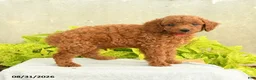 Miniature Poodle dogs for sale: Danny - Ad 3