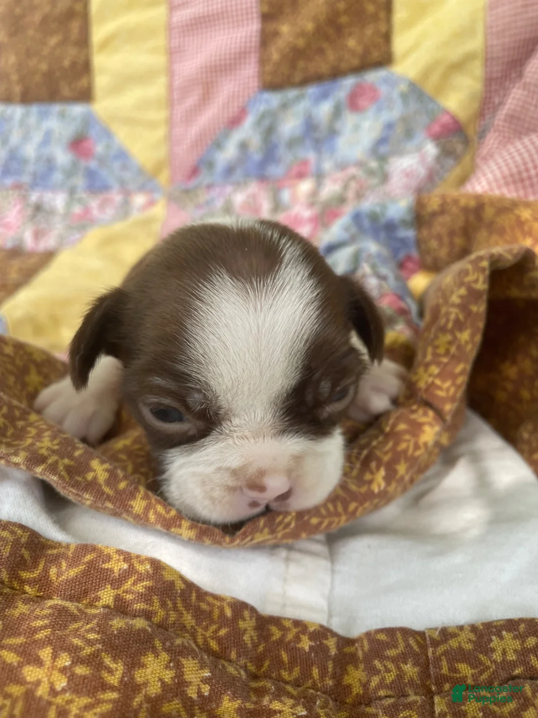 Boston Terrier dogs for sale: Mikey - Ad 2