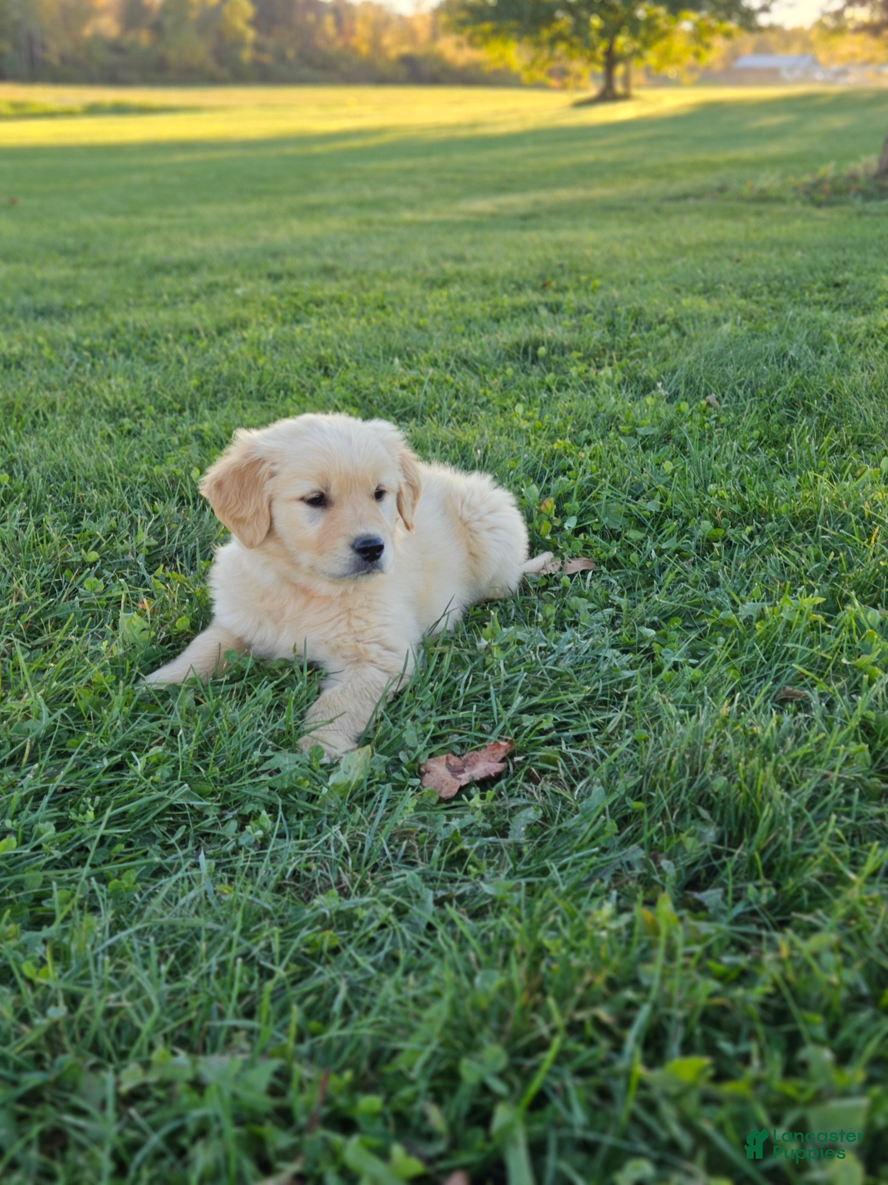 Golden Retriever dogs Tucker - Ad 1