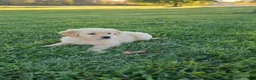 Golden Retriever dogs for sale: Tucker - Ad 1