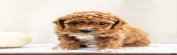 Mini Goldendoodle dogs for sale: Anjali - Ad 3