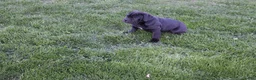 Cane Corso dogs for sale: Balinda - Ad 8