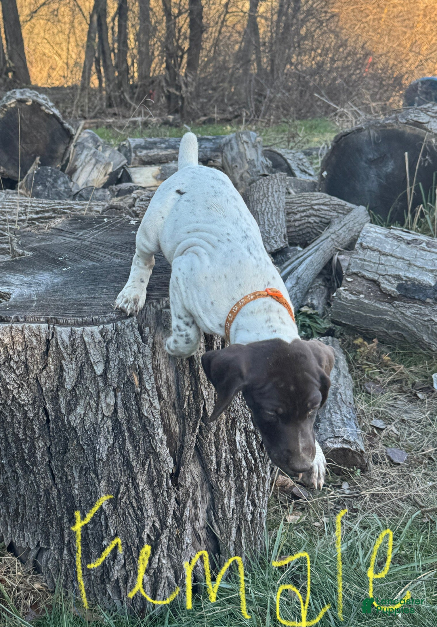 German Shorthaired Pointer dogs German Shorthaired Pointer Puppy 6 - Ad 6