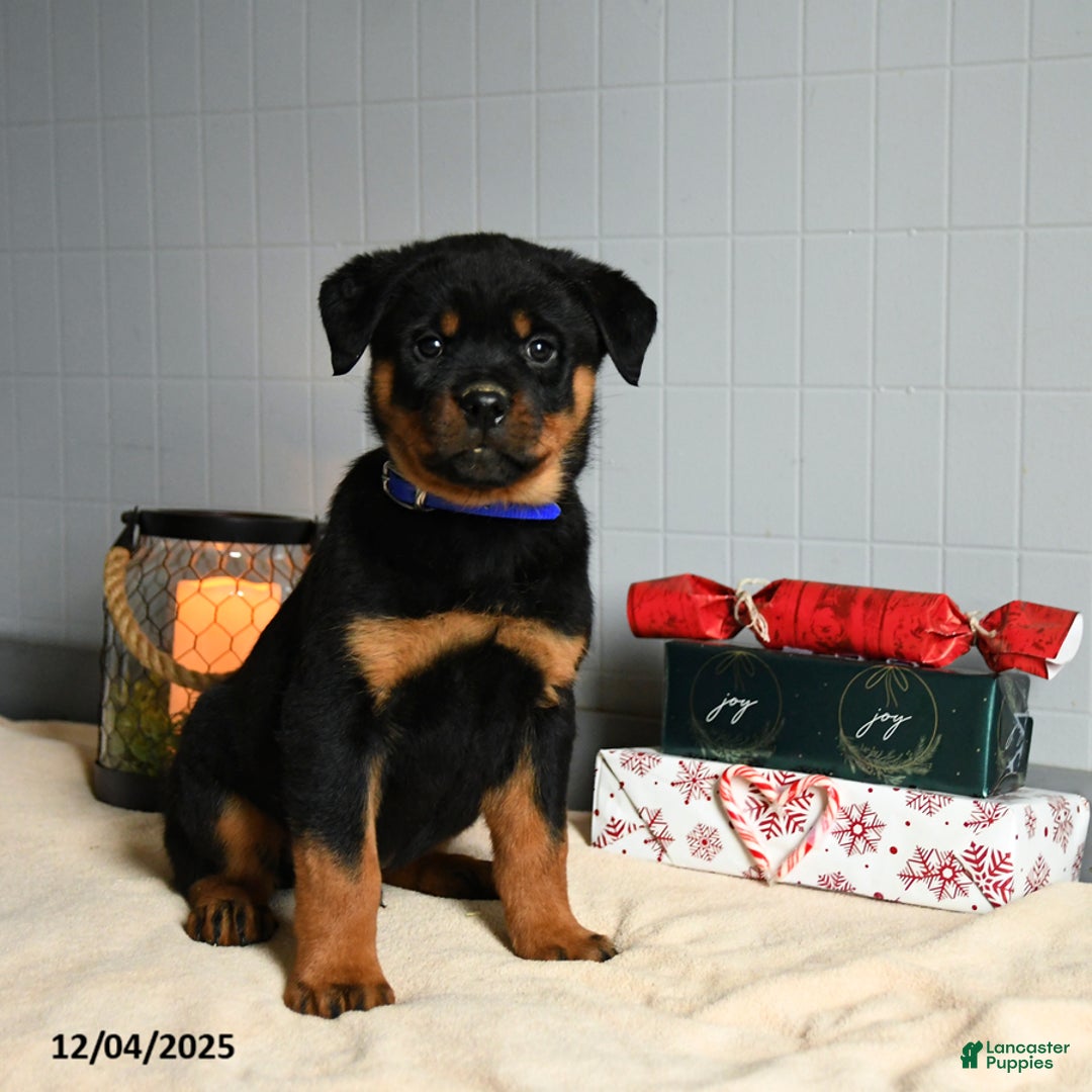 Rottweiler dogs for sale: Choco  - Ad 2