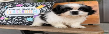 Sabrina Shih Tzu 