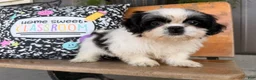 Shih Tzu dogs for sale: Sabrina Shih Tzu  - Ad 1